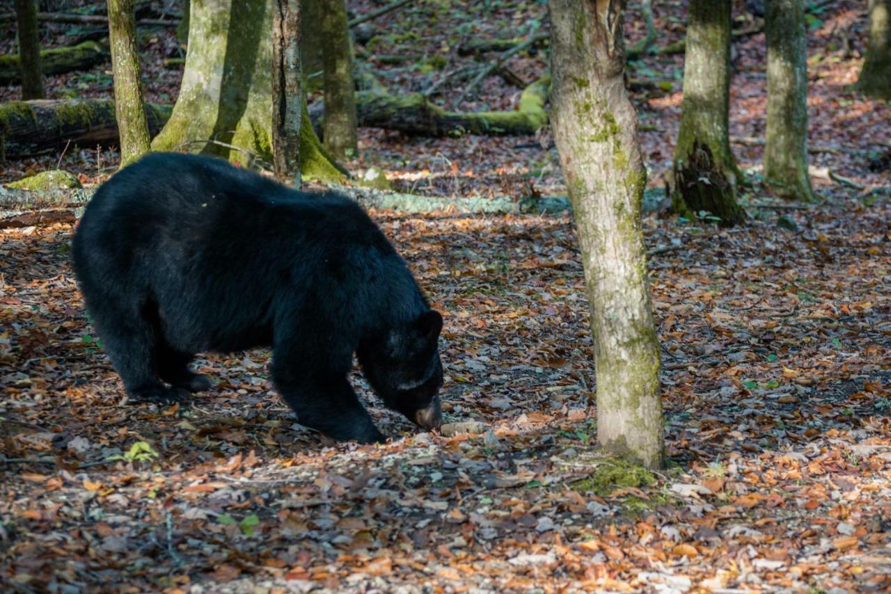 Villa Chief Big Log Hatchertown Esterno foto